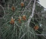 Pinus pityusa. Верхушка веточки с микростробилами. Абхазия, Гагрский р-н, с. Лдзаа, озеленение. 14.04.2024.