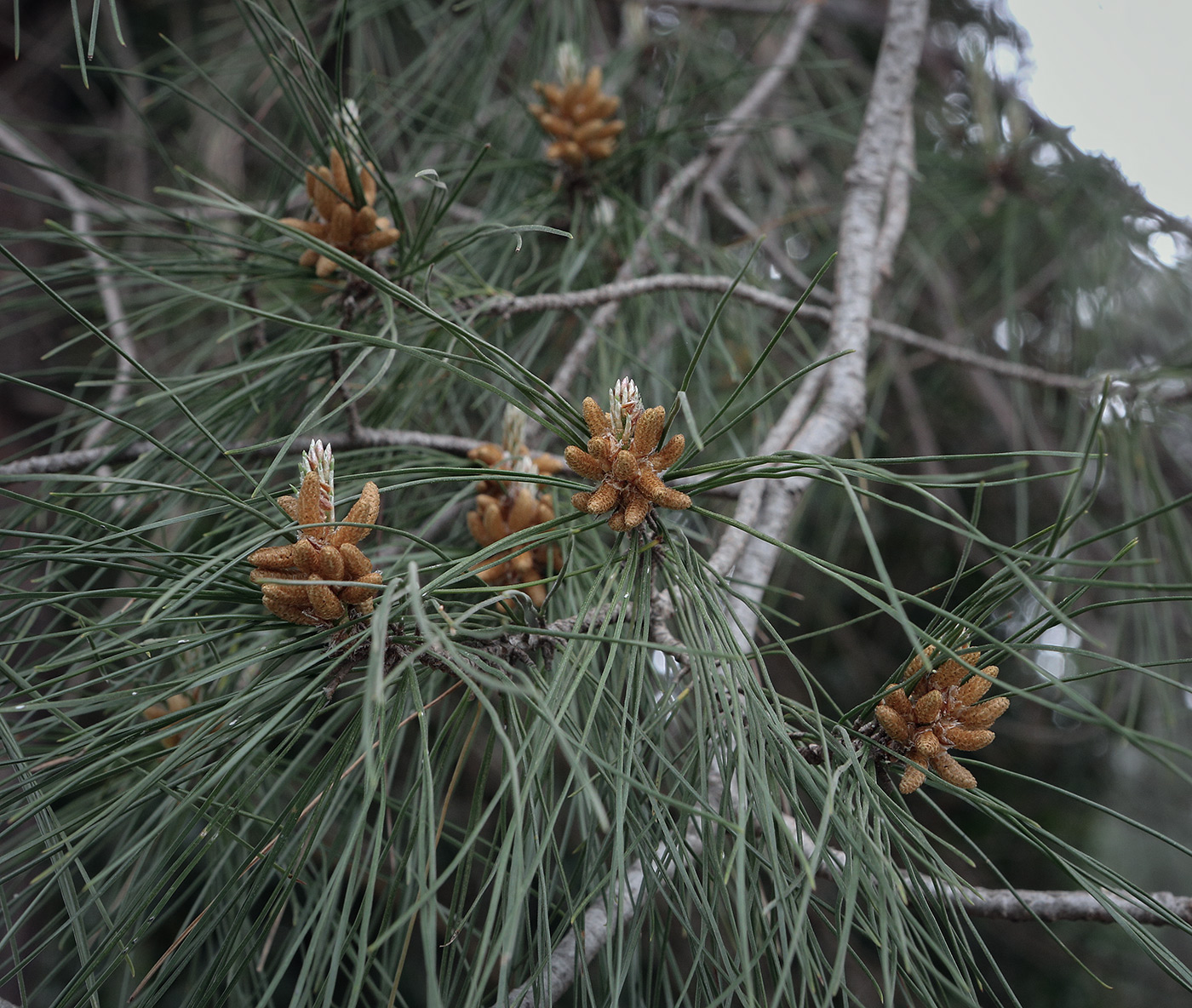 Изображение особи Pinus pityusa.