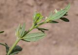 Helianthemum salicifolium. Верхушка побега с незрелыми плодами. Испания, автономное сообщество Каталония, провинция Жирона, комарка Баш Эмпорда, муниципалитет Тороэлья-де-Монгри, окр. устья р. Тер, осушенный участок маршевого луга \"Платера\" (Platera), наносы песка вдоль тропы. 12.05.2024.