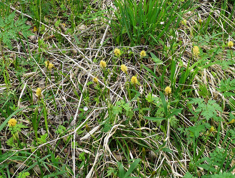 Image of Carex michelii specimen.