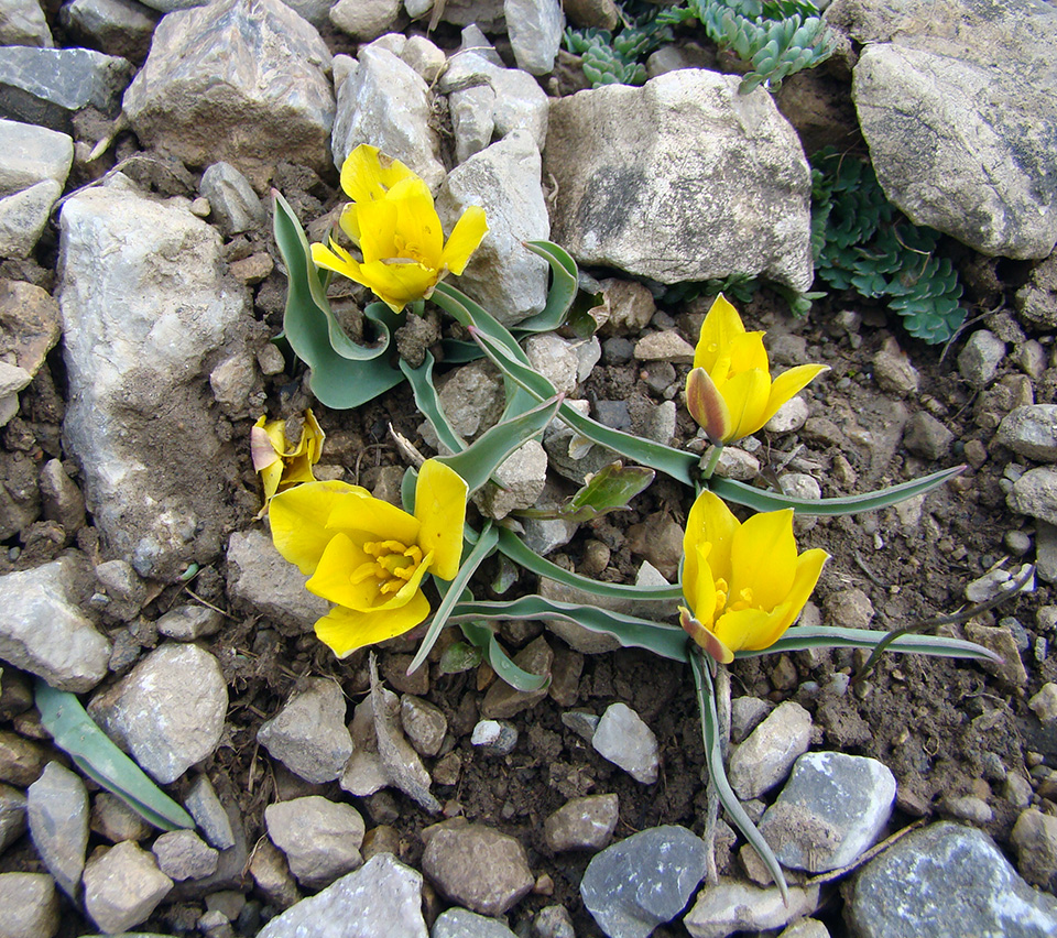 Изображение особи Tulipa thianschanica.