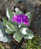 Primula turkestanica