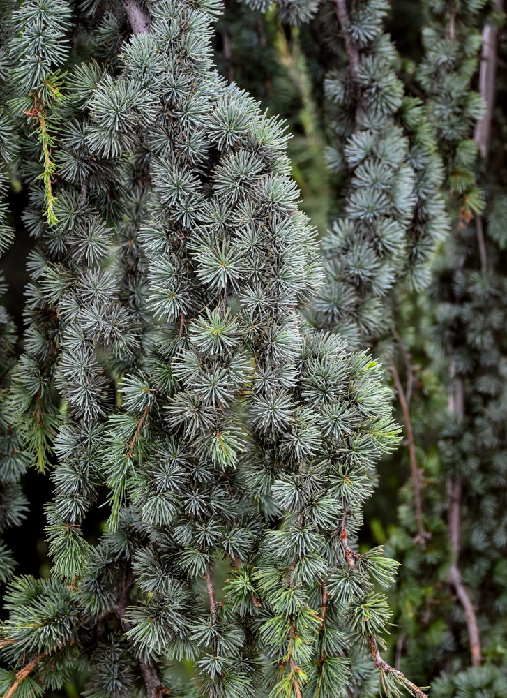 Изображение особи Cedrus atlantica.