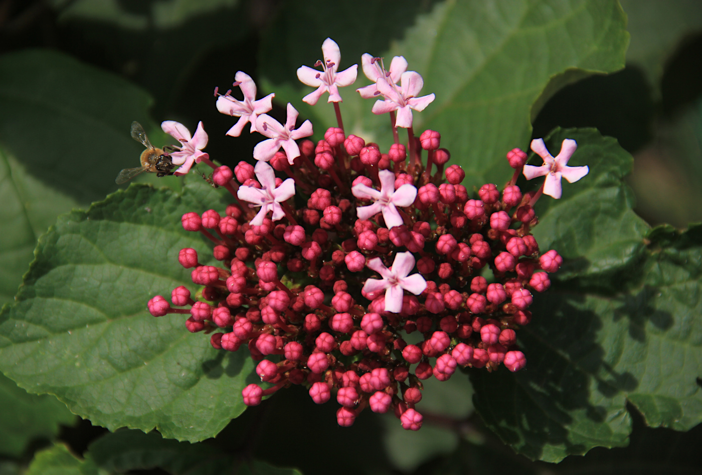 Изображение особи Clerodendrum bungei.