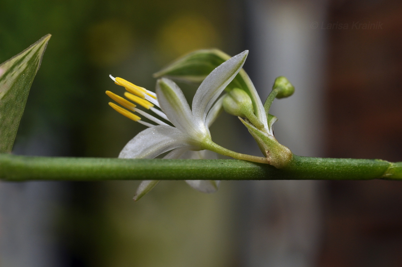 Изображение особи Chlorophytum comosum.