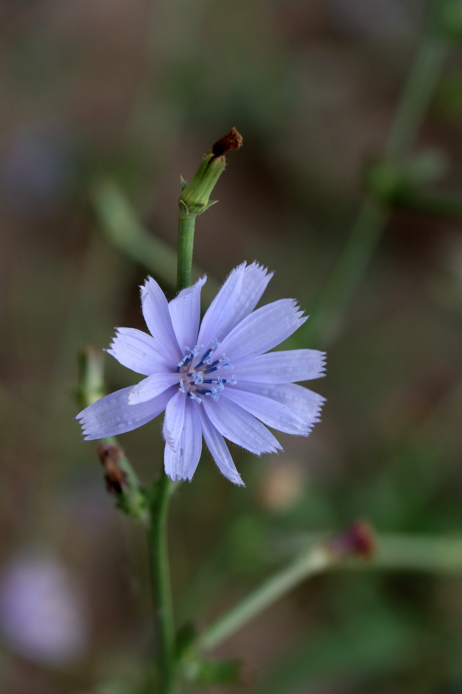 Image of Cichorium intybus specimen.