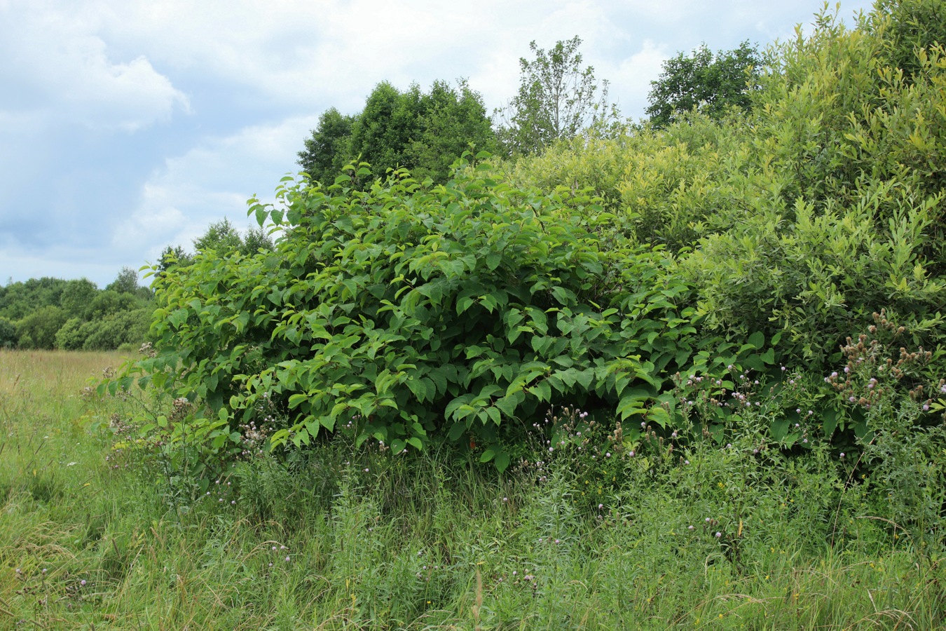 Image of genus Reynoutria specimen.