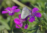 Geranium palustre