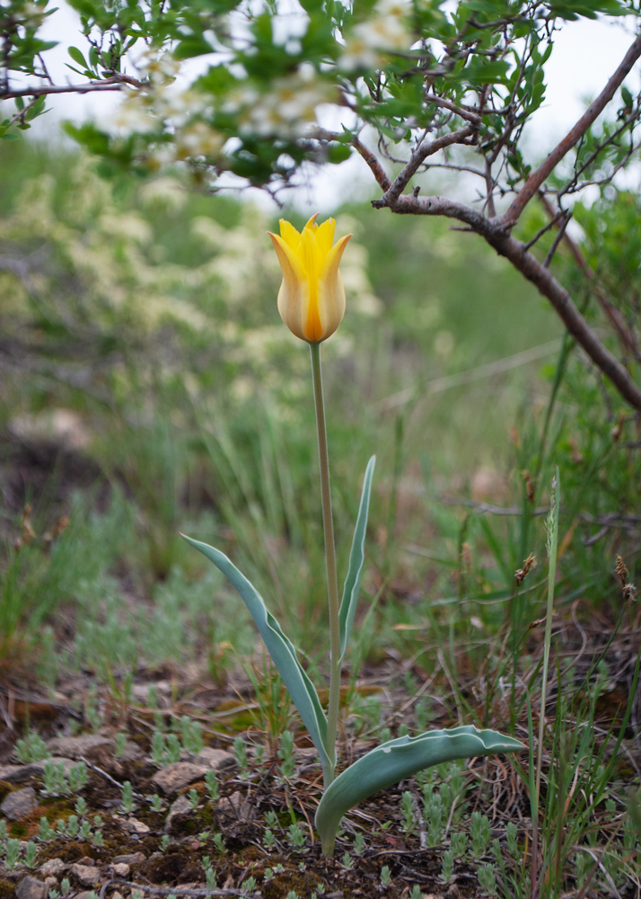 Image of Tulipa altaica specimen.