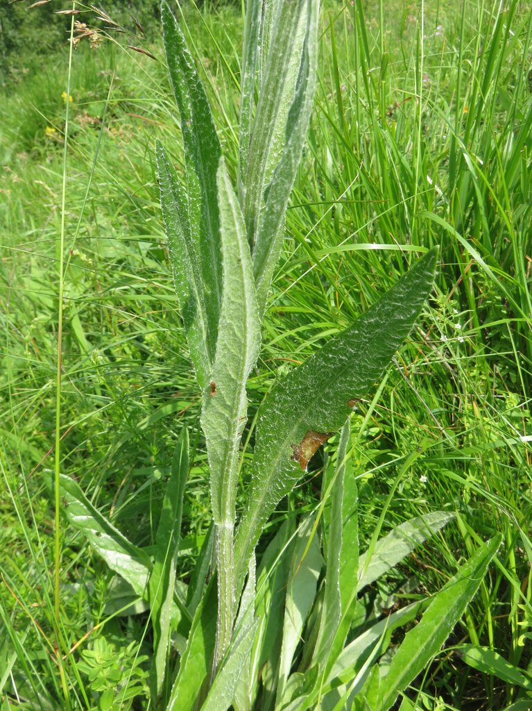 Изображение особи Tephroseris papposa.