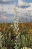 Artemisia pontica