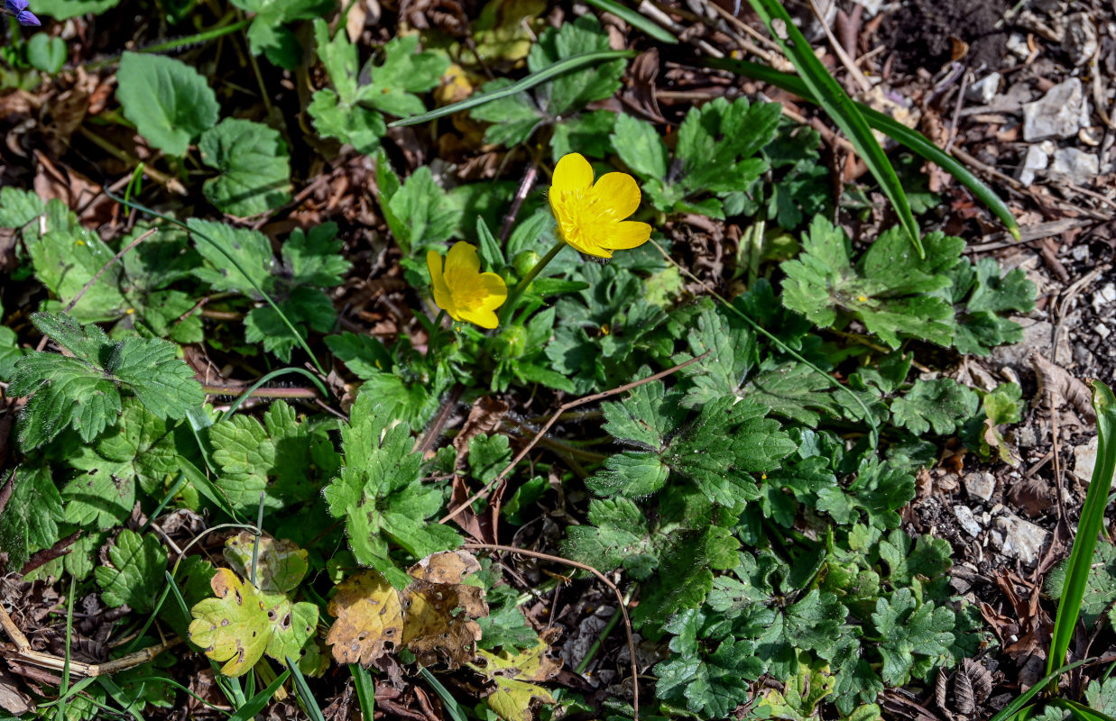 Image of Ranunculus constantinopolitanus specimen.
