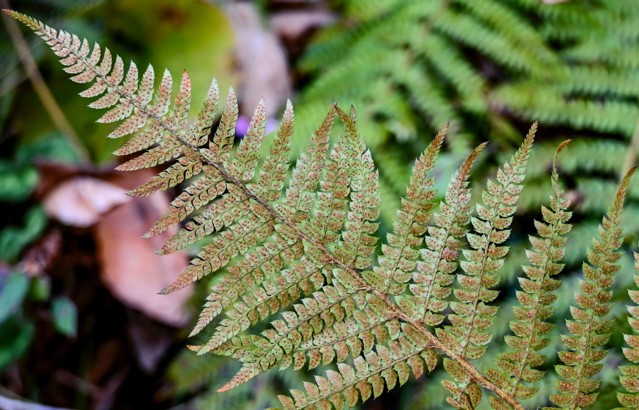 Image of Polystichum braunii specimen.