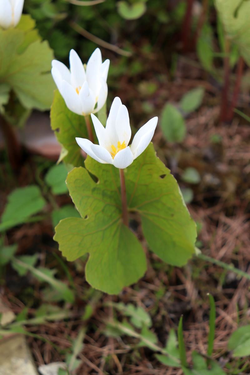 Image of Sanguinaria canadensis specimen.