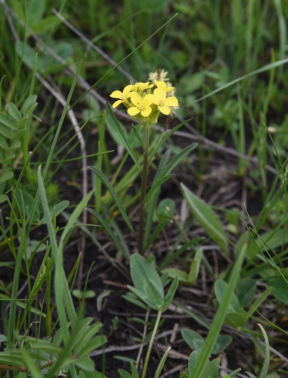 Image of Erysimum substrigosum specimen.