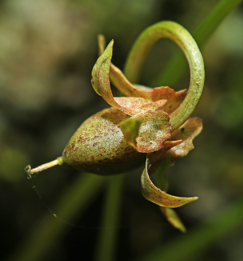 Image of Viola albida specimen.