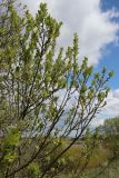 Salix caprea