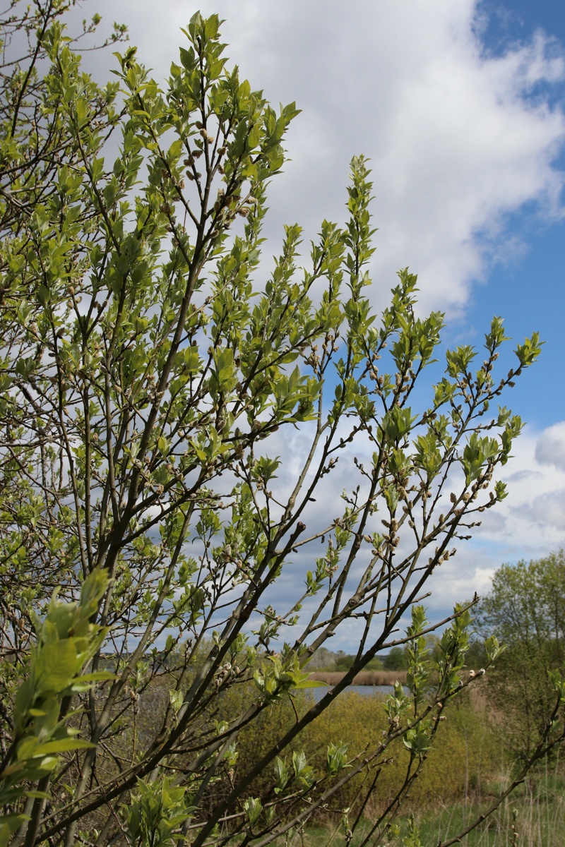 Image of Salix caprea specimen.
