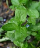 Veronica beccabunga