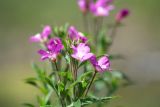 род Epilobium