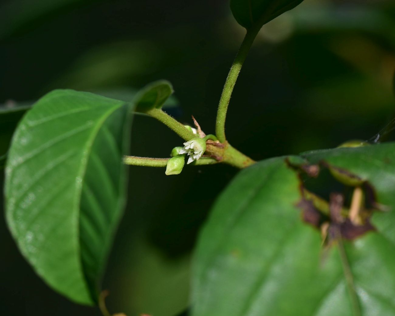 Image of Frangula alnus specimen.
