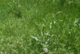 genus Rumex