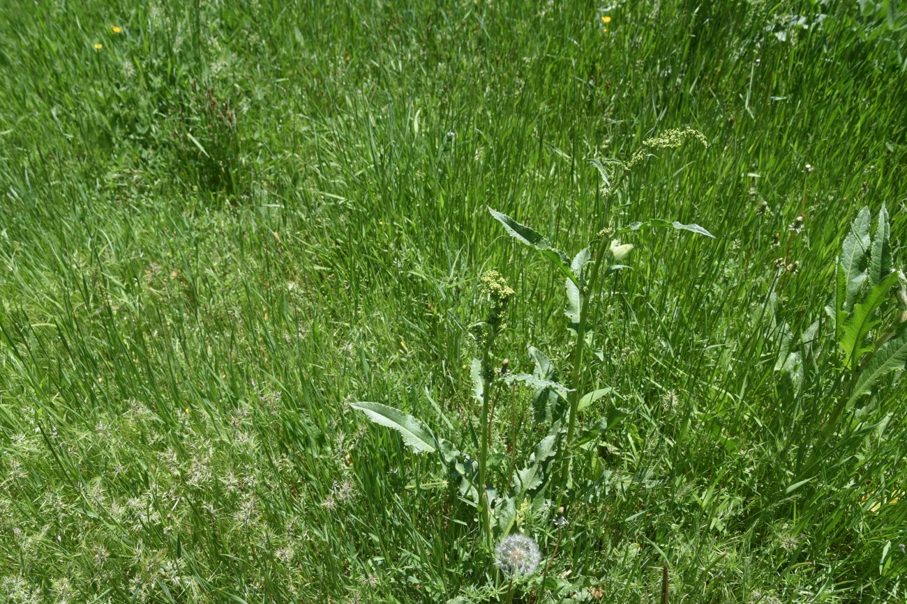 Image of genus Rumex specimen.
