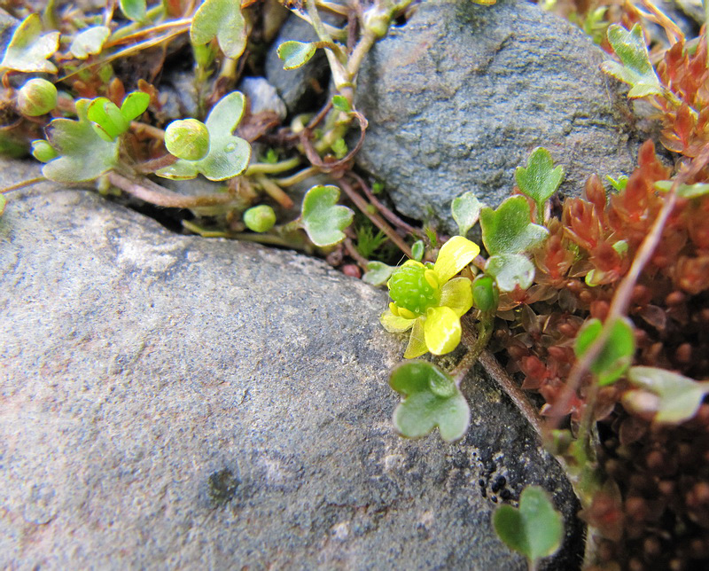 Image of Ranunculus hyperboreus specimen.