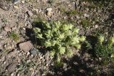 genus Onosma. Цветущие растения. Турция, ил Ван, р-н Битлис, восточный склон горы Немрут, сырт Магара, горная степь. 21 мая 2025 г.
