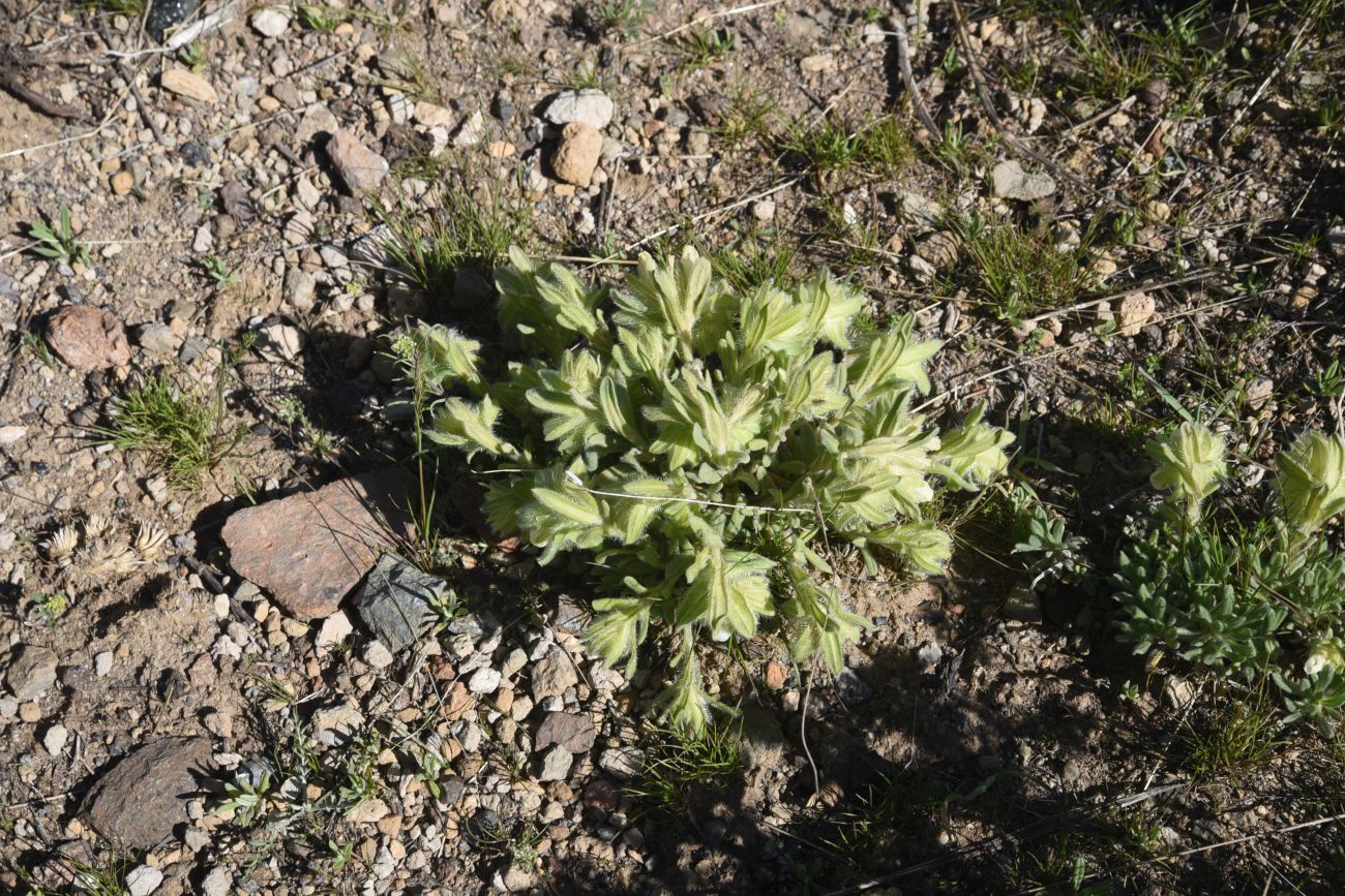Image of genus Onosma specimen.
