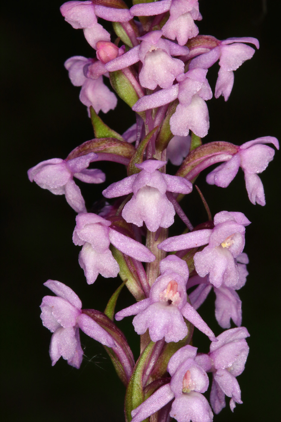 Изображение особи Gymnadenia conopsea.