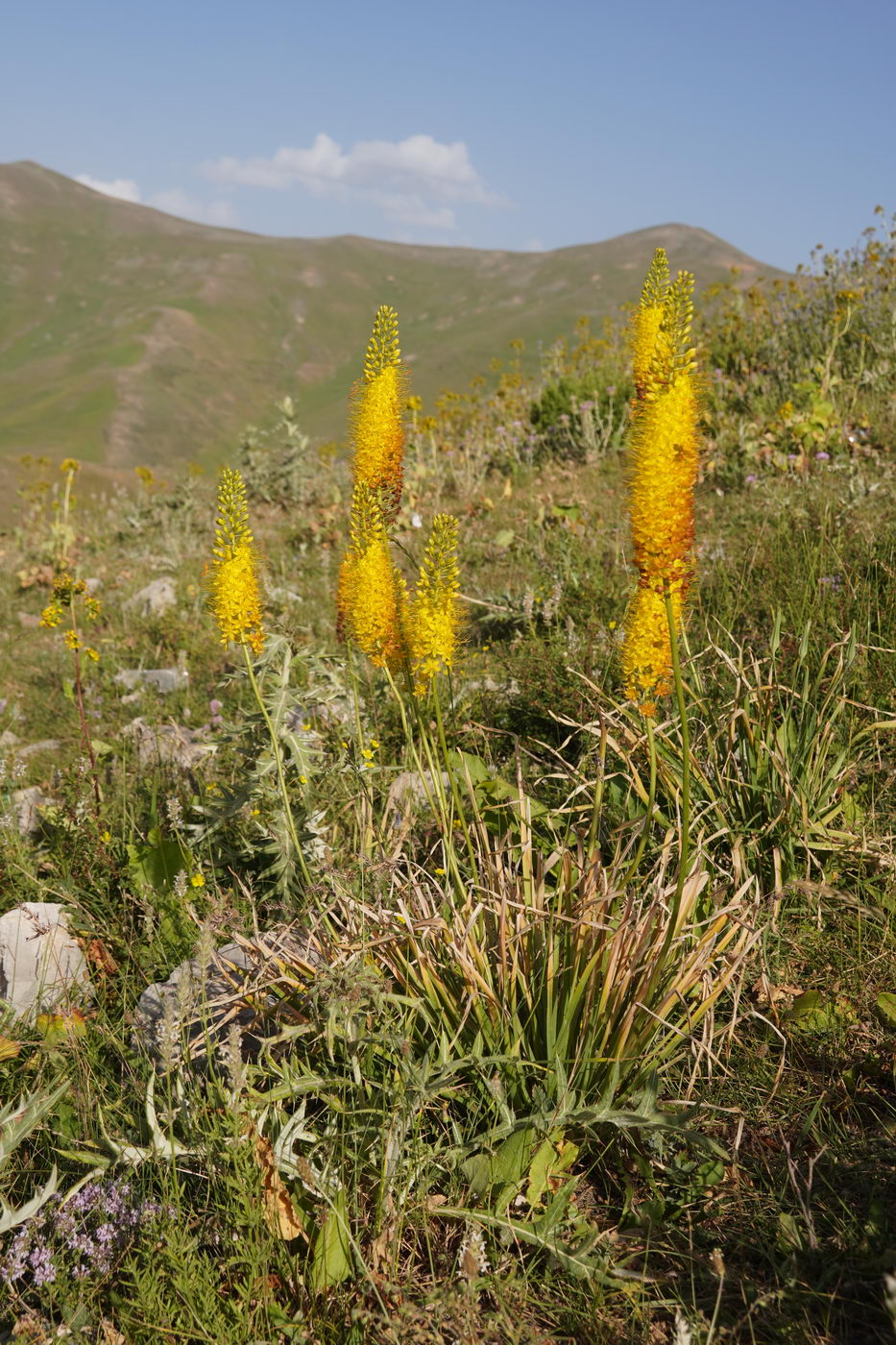 Image of Eremurus stenophyllus specimen.