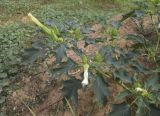 Datura stramonium. Верхушка веточки с цветками и плодами. Испания, Каталония, пров. Жирона, комарка Баш Эмпорда, муниципалитет Калонже, формируемая на месте бывшего яблоневого сада оливковая плантация, водозадерживающий валик посадочной ямы. 07.09.2025.