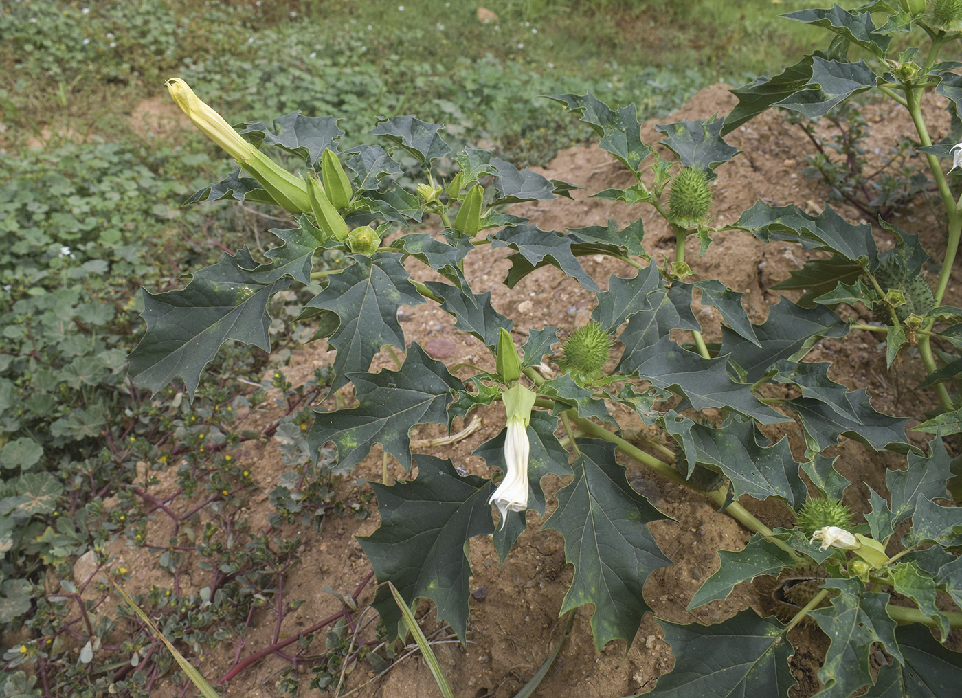 Изображение особи Datura stramonium.