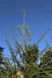 род Larix