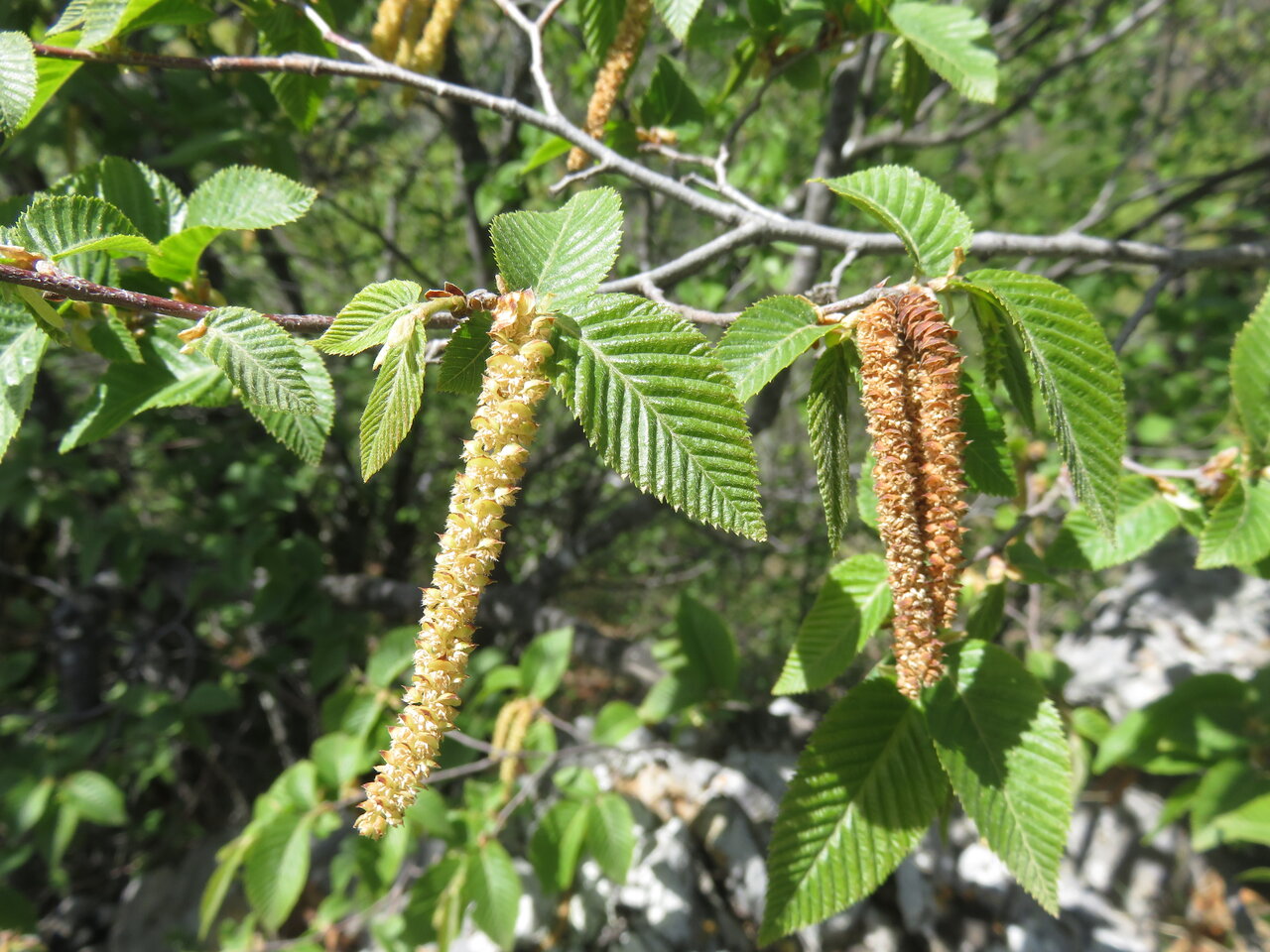 Изображение особи Ostrya carpinifolia.