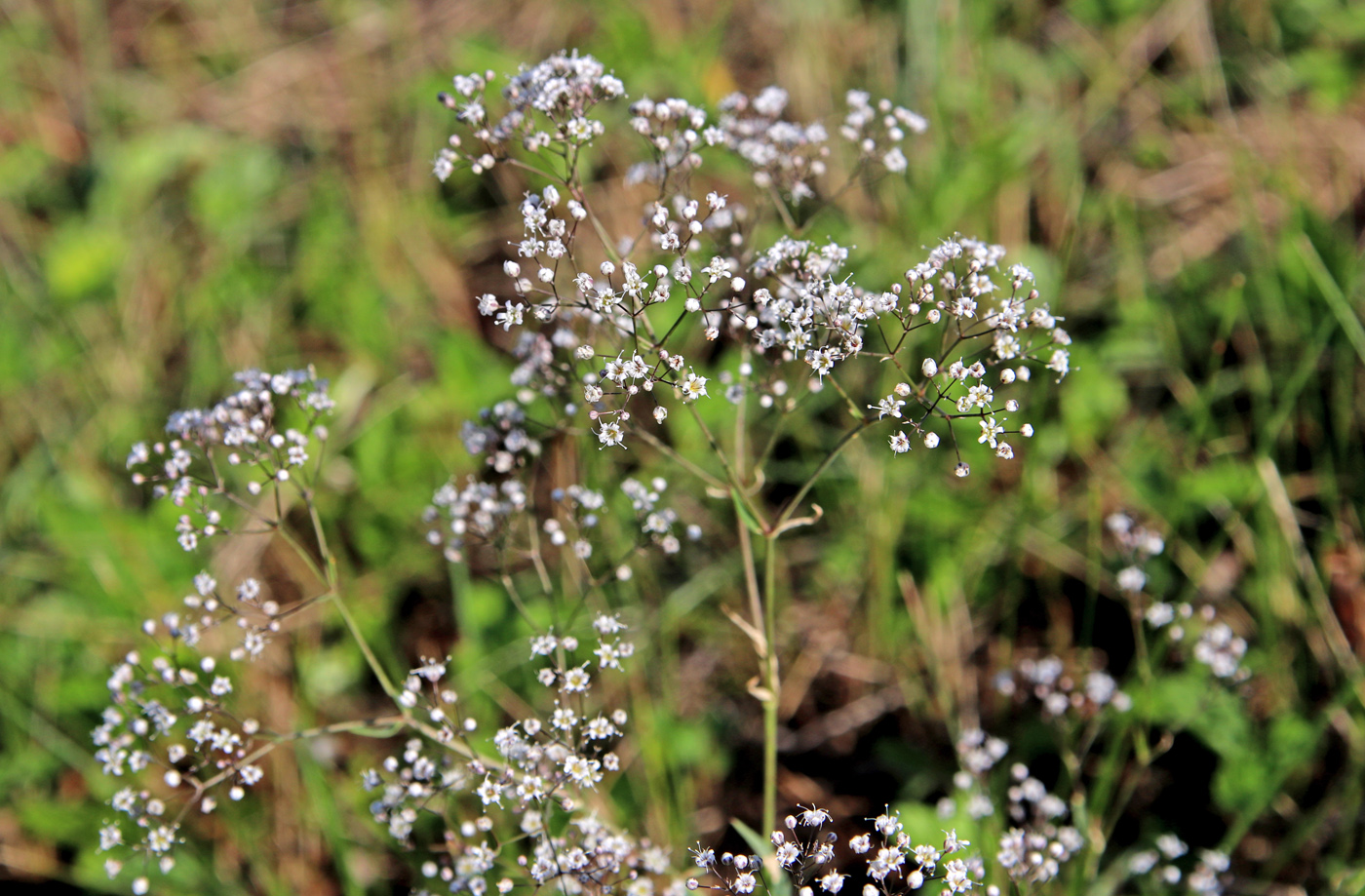 Image of Gypsophila paniculata specimen.