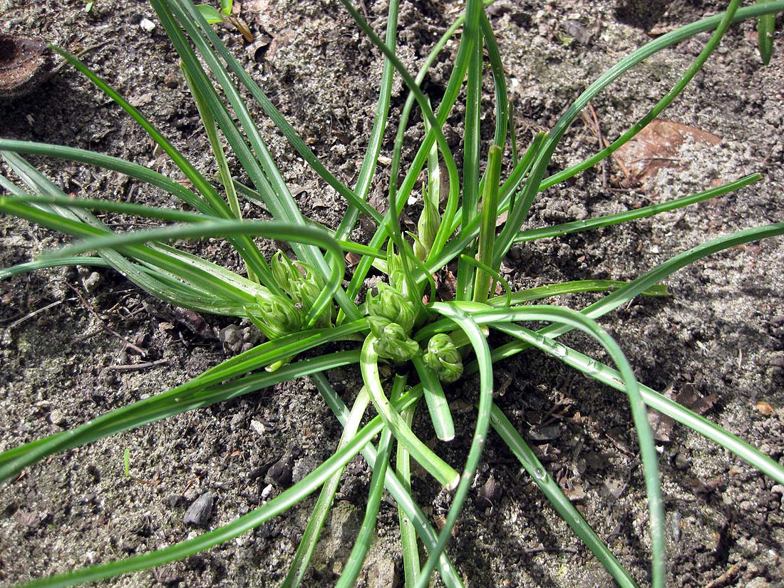 Image of Ornithogalum refractum specimen.