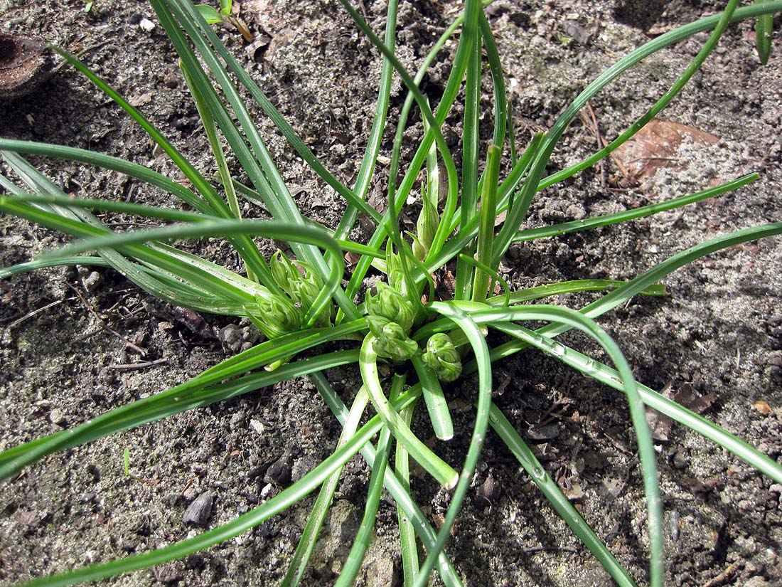 Изображение особи Ornithogalum refractum.