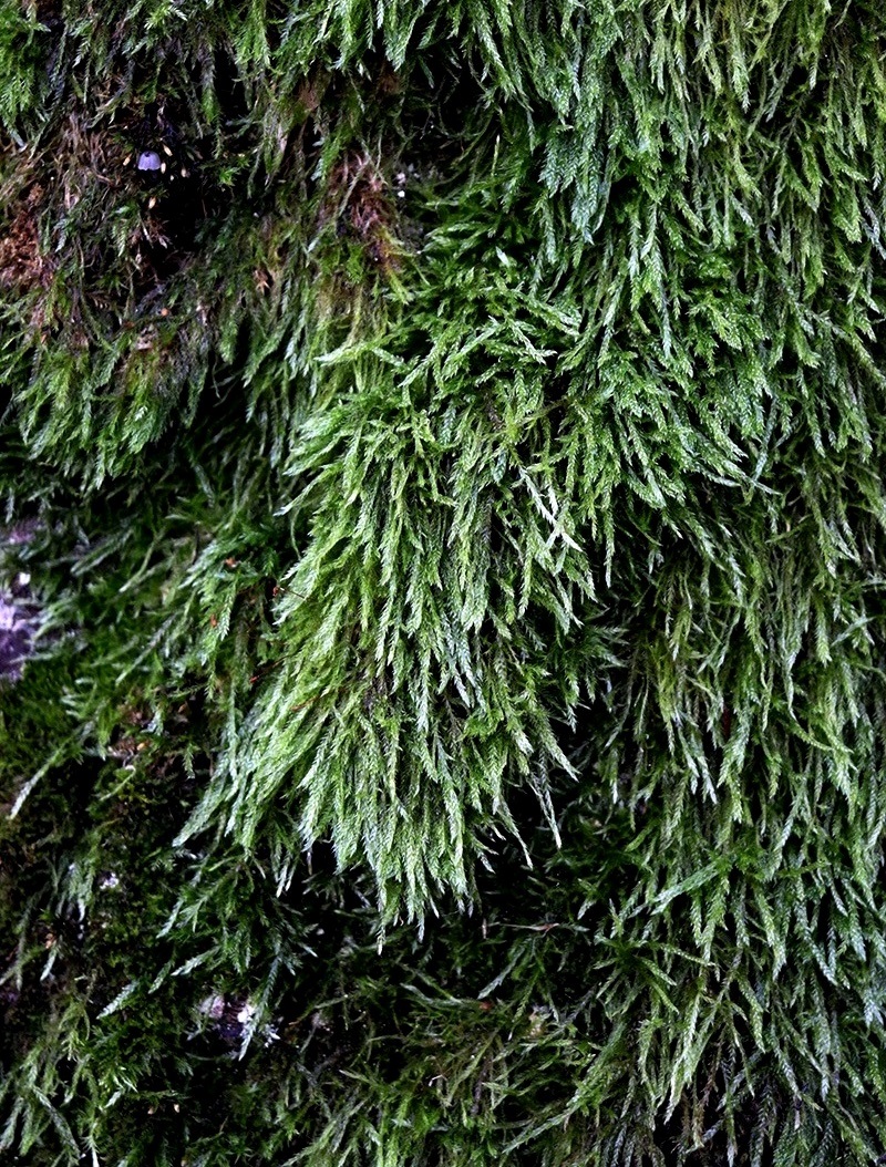Изображение особи Hypnum cupressiforme.