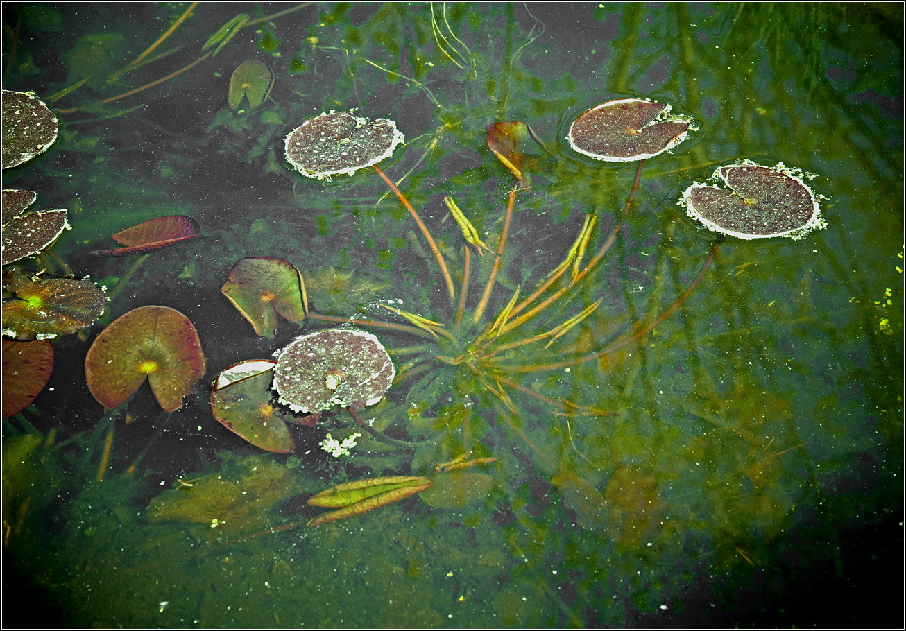 Image of Nymphaea candida specimen.