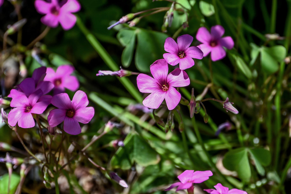 Изображение особи Oxalis articulata.