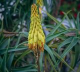 Aloe striatula. Соцветие. Абхазия, Гагрский р-н, с. Лдзаа, частный сад. 07.06.2025.