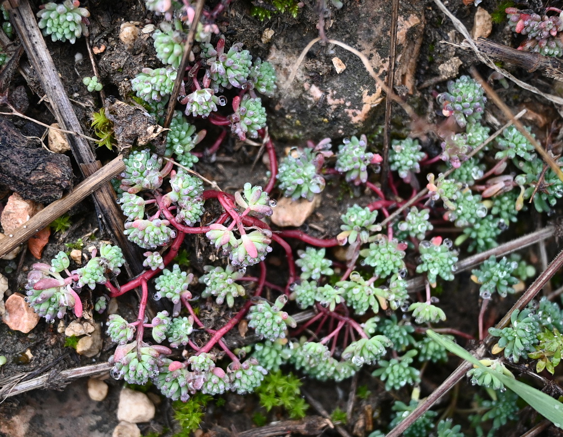 Изображение особи род Sedum.