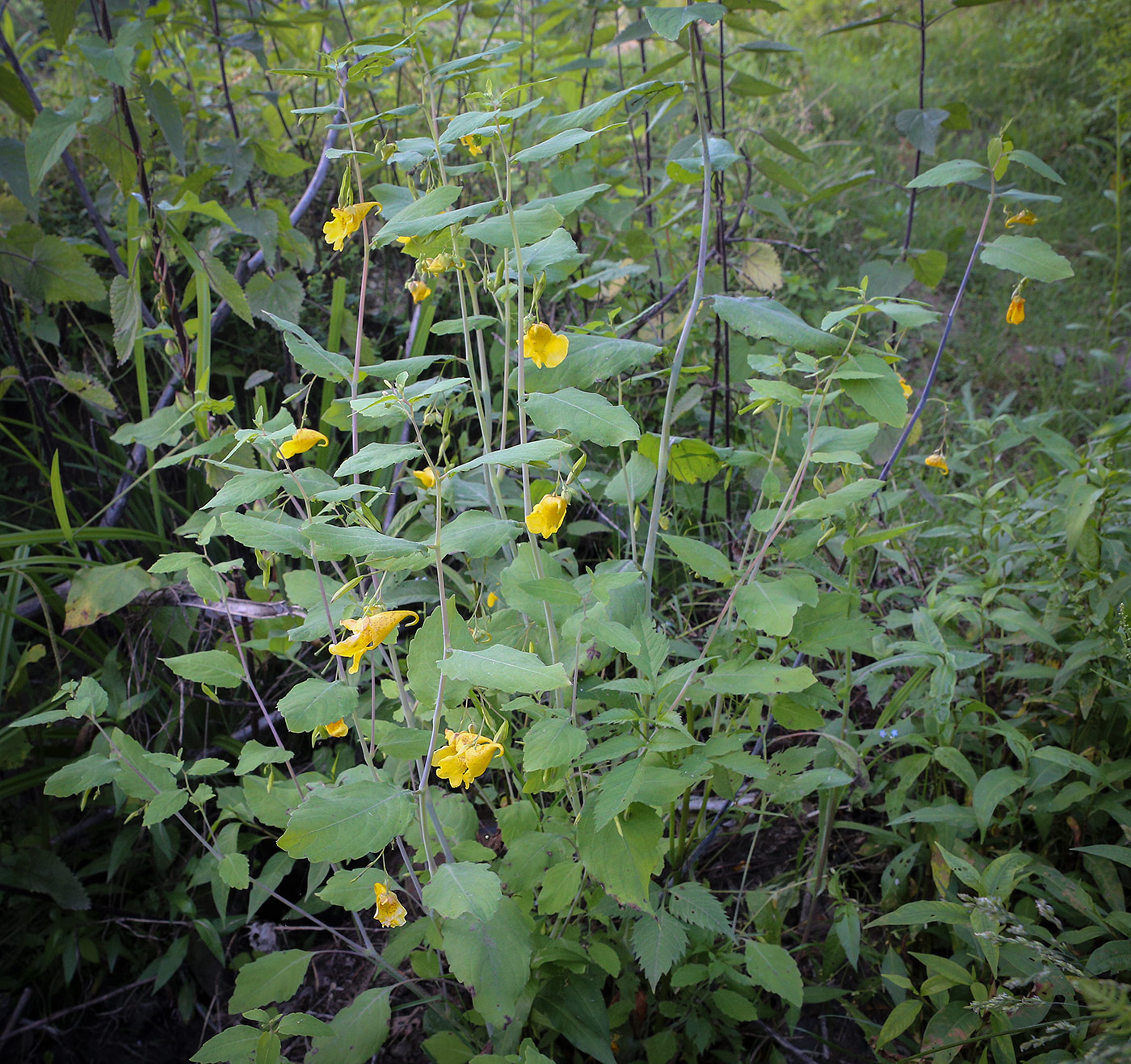 Изображение особи Impatiens noli-tangere.