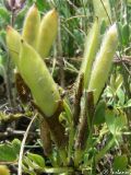 Chamaecytisus wulffii