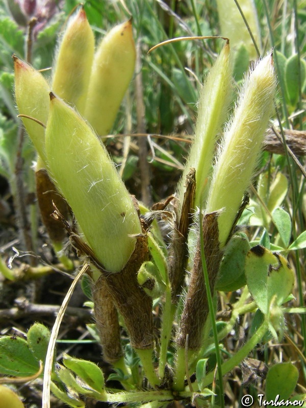 Image of Chamaecytisus wulffii specimen.