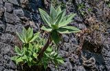 Agave attenuata. Вегетирующее растение. Португалия, о-в Мадейра, г. Фуншал, на каменной стене. 18.08.2025.