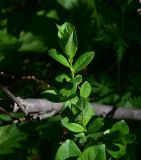 Изображение особи. Автор - Александр Лебедев