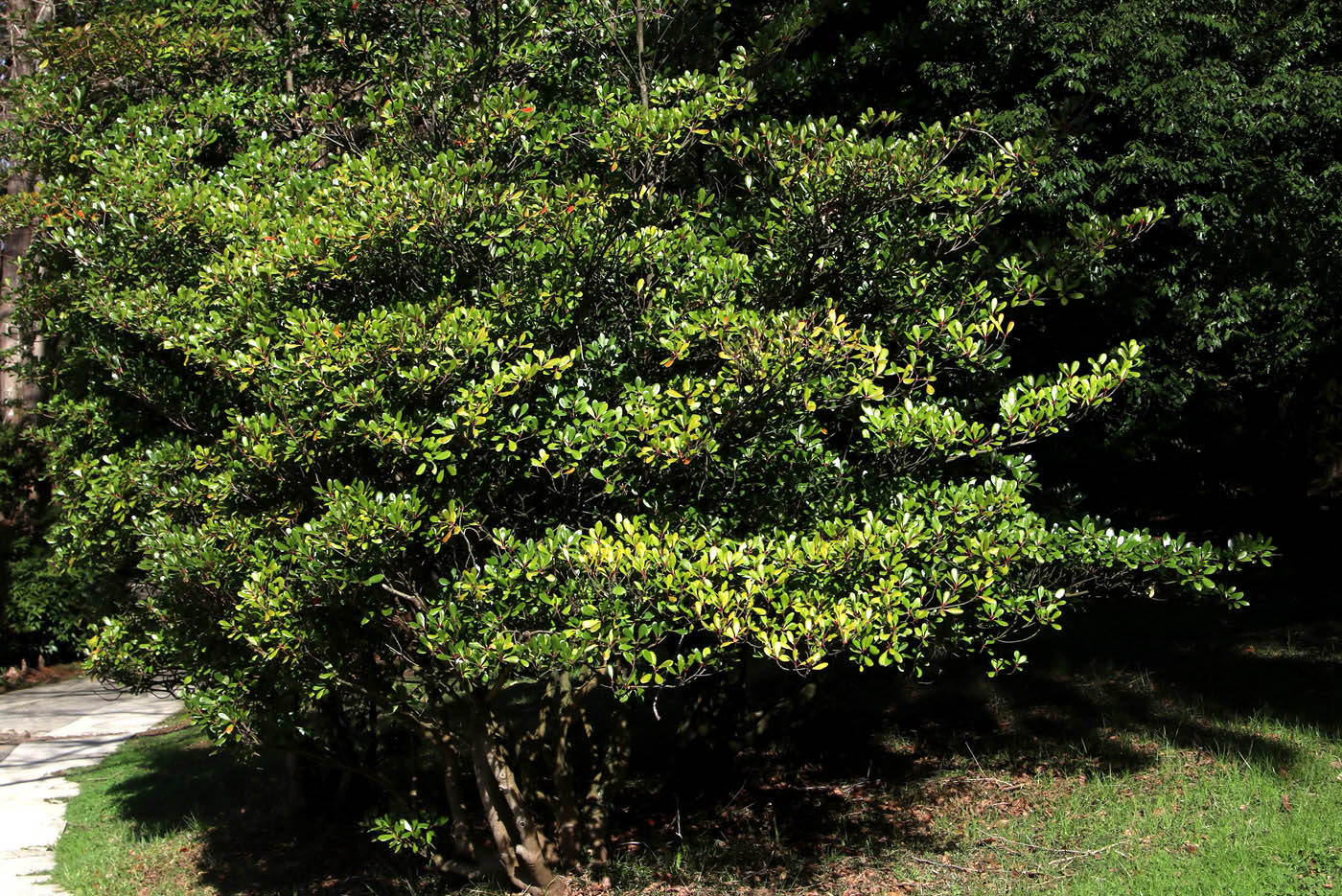 Image of Ternstroemia gymnanthera specimen.